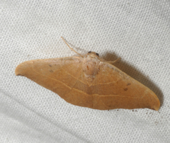 Watsonalla uncinula