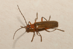 Cantharis inculta