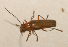 Cantharis inculta