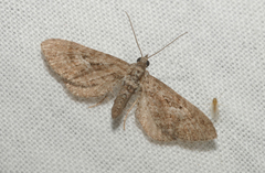 Eupithecia scopariata