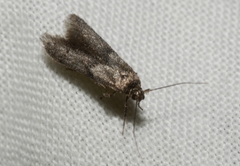 Blastobasis phycidella