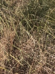 Cladium mariscus jamaicense