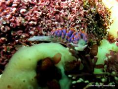 Phyllodesmium horridum