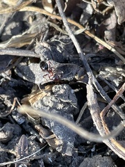 Camponotus hyatti