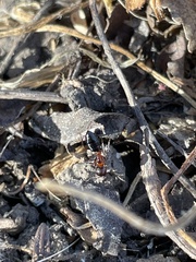 Camponotus hyatti