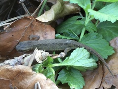 Lissotriton vulgaris