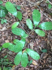 Napoleonaea imperialis