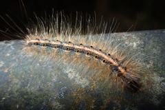 Olepa ricini