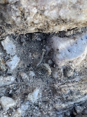 Litaneutria ocularis