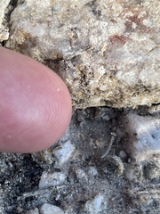 Litaneutria ocularis