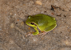 Hyla andersonii