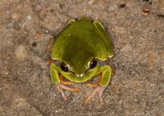 Hyla andersonii