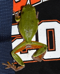 Hyla andersonii