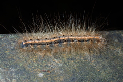 Olepa ricini