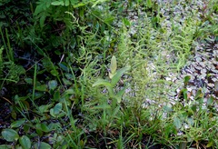 Thelypteris palustris palustris