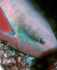 Colubraria nitidula