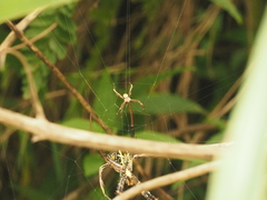 Argiope reinwardti