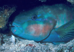 Colubraria nitidula