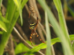 Argiope reinwardti