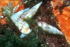 Colubraria nitidula