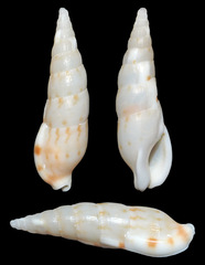 Colubraria nitidula