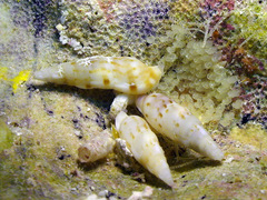 Colubraria nitidula