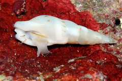 Colubraria nitidula