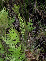 Platanthera algeriensis