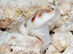 Colubraria nitidula