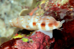 Colubraria nitidula