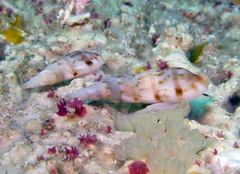 Colubraria nitidula