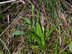 Spiranthes aestivalis
