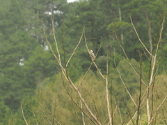 Dendrocopos analis