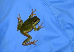Hyla andersonii
