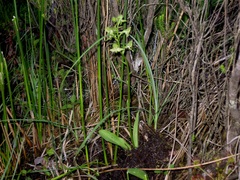 Platanthera algeriensis