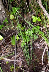 Equisetum ramosissimum