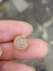 Bradybaena similaris