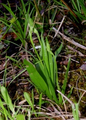 Spiranthes aestivalis