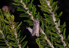 Neofaculta ericetella