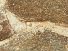 Bradybaena similaris