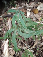 Adiantum hispidulum