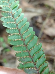 Adiantum hispidulum