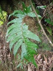 Arachniodes pseudoaristata