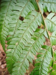 Arachniodes pseudoaristata