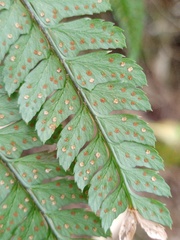Arachniodes pseudoaristata