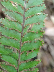 Adiantum hispidulum