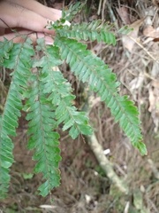 Adiantum hispidulum