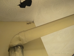 Hemidactylus platyurus