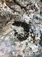 Lathagrium cristatum