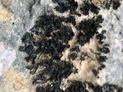 Lathagrium cristatum